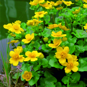 Blatouch bahenní - Caltha palustris