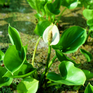 Ďáblík bahenní - Calla palustris