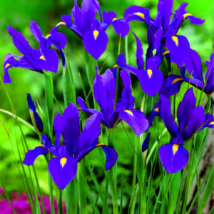 Kosatec luisiana  ( tm. Modrý ) - Iris louisiana 'Black Gamecock'