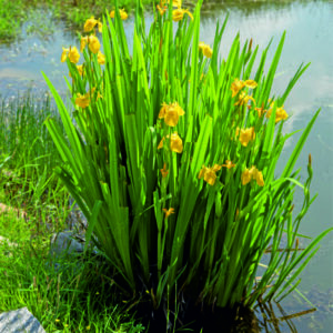 Kosatec žlutý - Iris pseudacorus