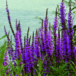 Kyprej vrbice - Lythrum salicaria