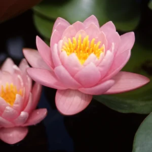 Leknín růžový - Karl Epple