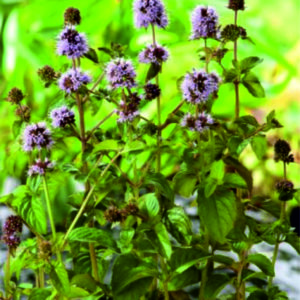 Máta vodní - Mentha aquatica