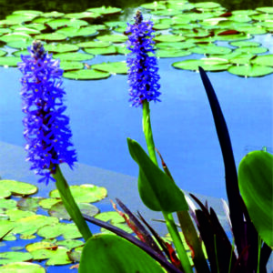 Modráska srdčitá -Pontederia cordata