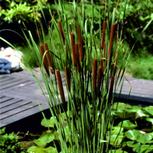 Orobinec úzkolistý - Typha angustifolia