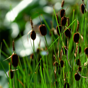 Orobinec nejmenší - Typha minima