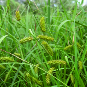 Ostřice měchýřkatá - CAREX vesicaria