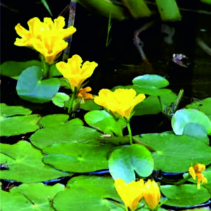 Plavín štítnatý - Nymphoides peltata