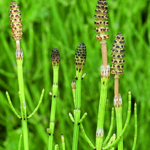 Přeslička bahenní - Equisetum palustre