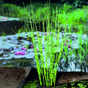 Přeslička japonská - Equisetum japonicum