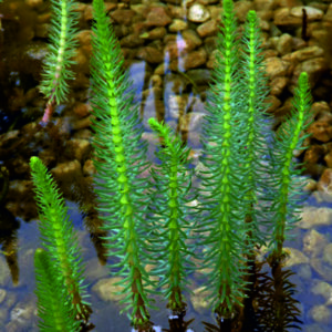Prustka obecná - Hippuris vulgaris
