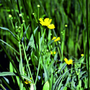 Pryskyřník velký - Ranunculus lingua