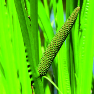 Puškvorec obecný - Acorus calamus