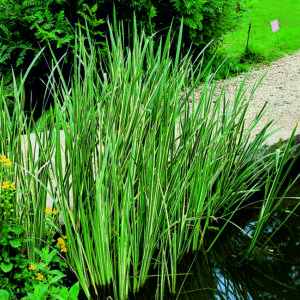 Puškvorec trávolistý panšovaný - Acorus gramineus Variegatus