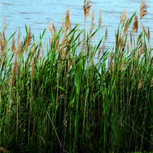 Rákos obecný - Phragmites australis