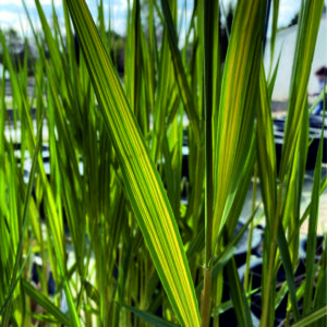 Rákos pruhovaný Phragmites australis ´Variegatus´