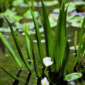 Řezan pilolistý - Stratiotes aloides