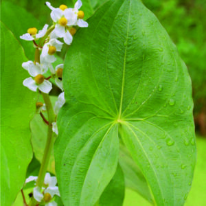 Šípatka širolistá Sagittaria latifolia