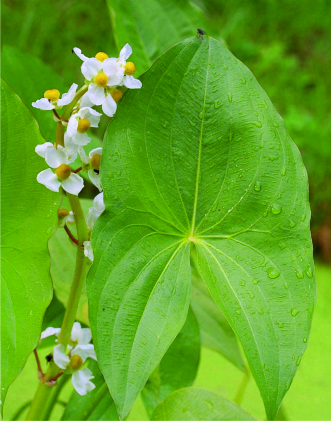 Šípatka širolistá Sagittaria latifolia