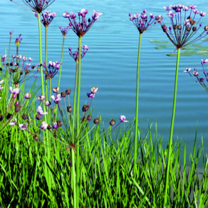 Šmel okoličnatý - Butomus umbellatus