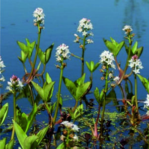 Vachta trojlistá - Menyanthes trifoliata