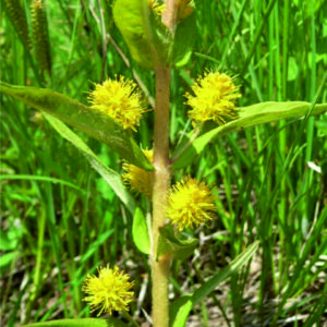 Vrbina kytkokvětá - Lysimachia thyrsiflora
