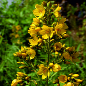 Vrbina obecná - Lysimachia vulgaris