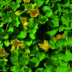 Vrbina penízková -Lysimachia nummularia