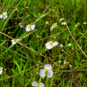 Žabník jitrocelový - Alisma plantago