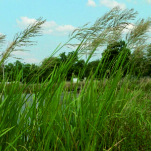 Zblochan vodní - Glyceria maxima