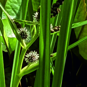 Zevar vzpřímený - Sparganium erectum