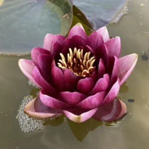 Leknín tmavě červený - Almost Black