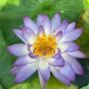 Leknín fialový - Siam purple 1