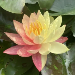 Leknín žluto růžový - Wanvisa