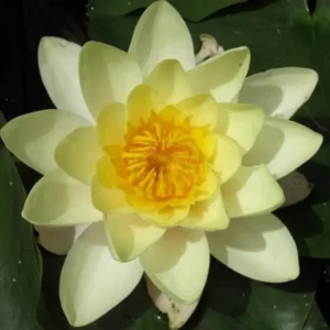 Leknín žlutý - Nymphaea Chromatella