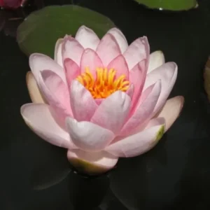 Leknín růžový Fabiola