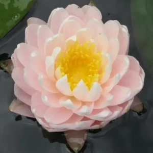 Leknín růžový bílý plnokvětý - Gloire de temple sur lot