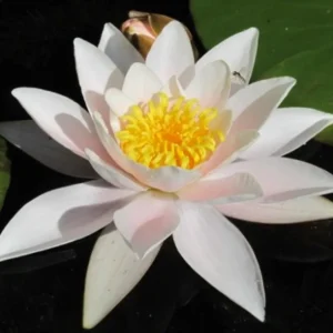 Leknín bílý narůžovělý - Gonacre