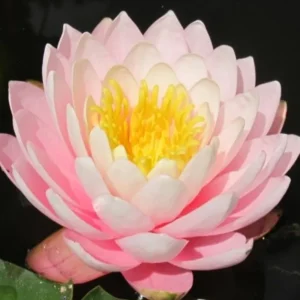 Leknín SVĚTLE růžový - Ray Davies