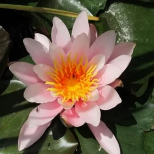 Leknín růžový a současně bílý - Nymphaea Rose Nymphe