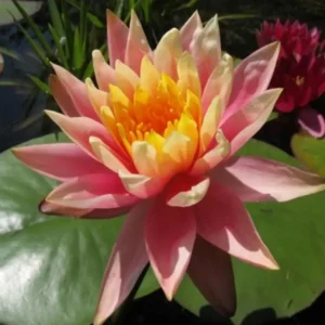 Leknín růžovo oranžový - Sunny Pink