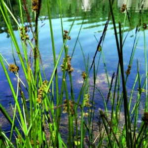 Sítina rozkladitá - Juncus effusus