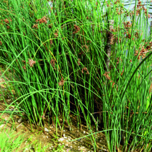 Skřípinec jezerní - Schoenoplectus lacustris