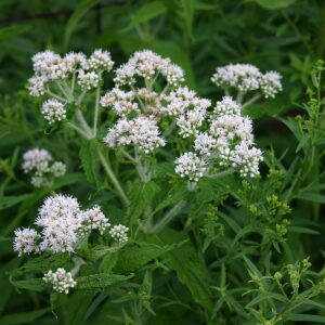 Sadec prorostlý - Eupatorium perfoliatum