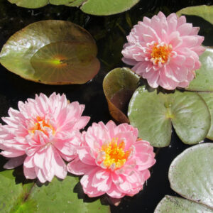 Leknín růžový - Lily Pond
