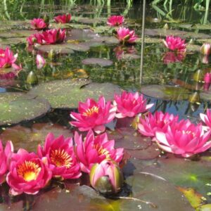 Leknín červený Ellisiana