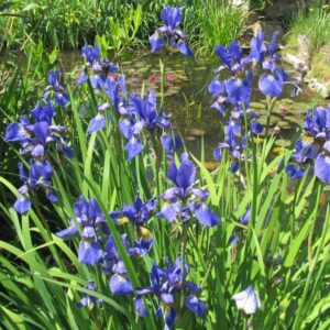 Kosatec sibiřský - Iris sibirica