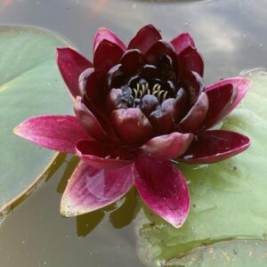 Leknín tmavě červený - Black Princess