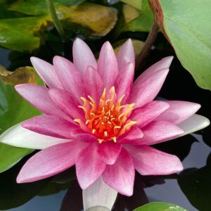 Leknín růžový Charles d Meurville