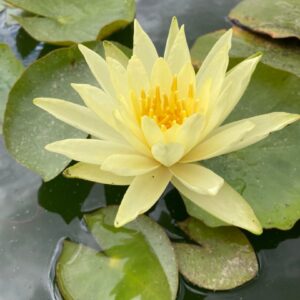 Leknín žlutý - Colonel A.J. Welch